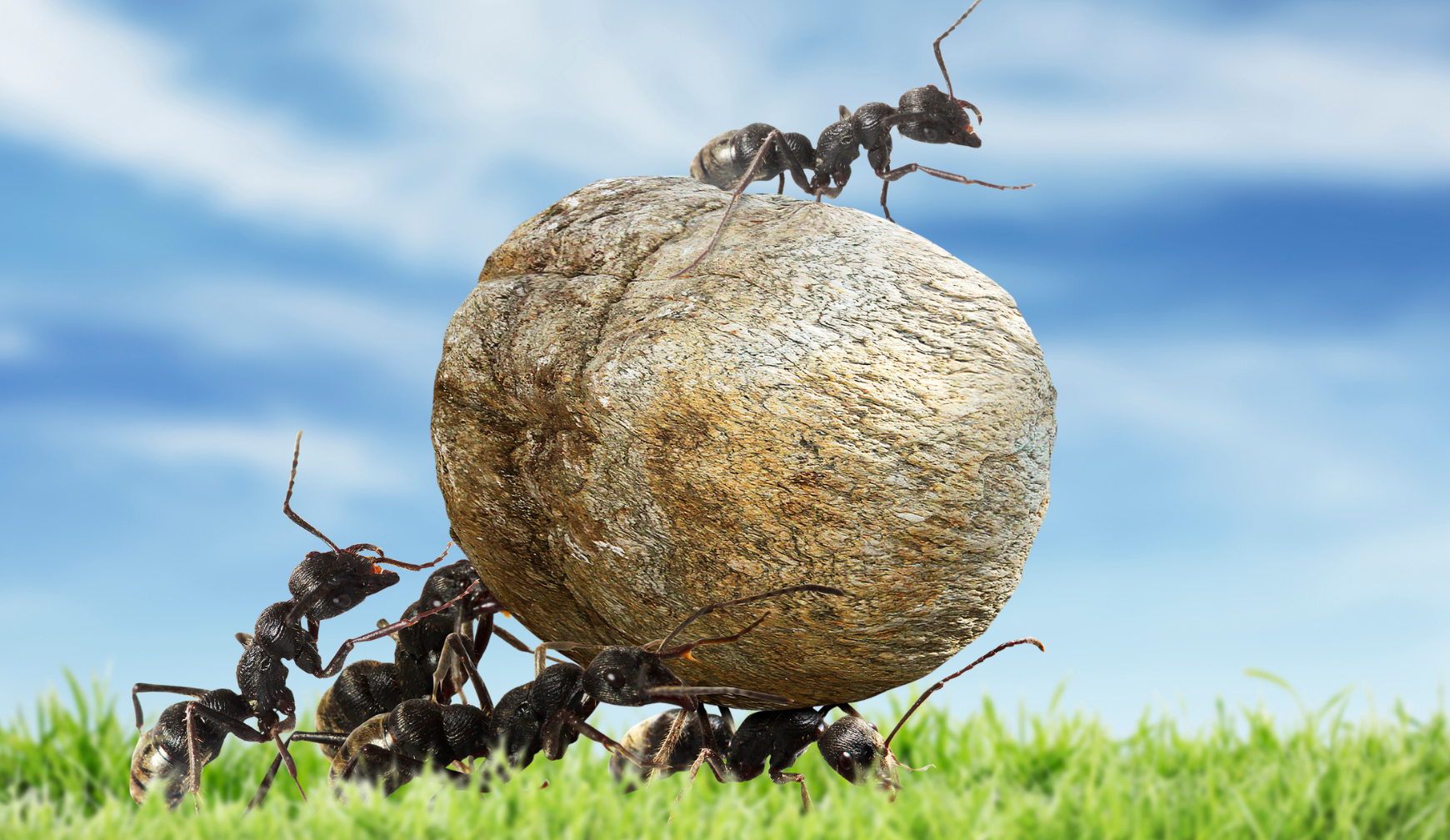 LE MONDE FASCINANT DES FOURMIS